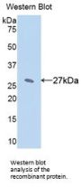 Cytochrome P450 1A2 (CYP1A2) Antibody