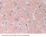 Cytochrome P450 1A2 (CYP1A2) Antibody