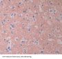 Cytochrome P450 1A2 (CYP1A2) Antibody