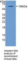 Glucosidase Beta, Acid (GbA) Antibody