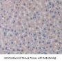 Glucosidase Beta, Acid (GbA) Antibody