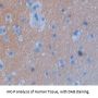Glycine Dehydrogenase (GLDC) Antibody
