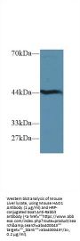 Hydroxyacid Oxidase 1 (HAO1) Antibody