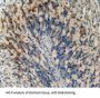 Hydroxyacid Oxidase 1 (HAO1) Antibody