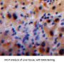 Mannose Binding Lectin (MBL) Antibody