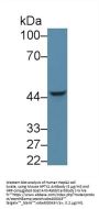Neuronal Pentraxin I Antibody