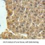 Neuronal Pentraxin I Antibody