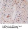 Pregnancy Zone Protein (PZP) Antibody