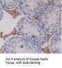 Pregnancy Zone Protein (PZP) Antibody