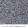CREB Binding Protein (CREBBP) Antibody