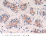Epidermal Growth Factor (EGF) Antibody