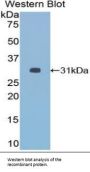 Histone Deacetylase 6 (HDAC6) Antibody