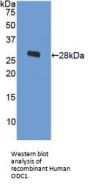 Ornithine Decarboxylase Antibody