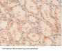 Ornithine Decarboxylase Antibody