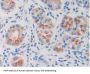 Ornithine Decarboxylase Antibody