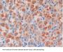 Ornithine Decarboxylase Antibody
