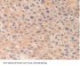 Ornithine Decarboxylase Antibody