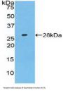 Axis Inhibition Protein (AXIN) Antibody