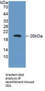 Carcinoembryonic Antigen-Related Cell Adhesion Molecule 5 (CEACAM5) Antibody