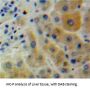 CD2 Associated Protein (CD2AP) Antibody