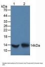 D-Dopachrome Tautomerase (DDT) Antibody