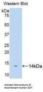 D-Dopachrome Tautomerase (DDT) Antibody