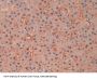 D-Dopachrome Tautomerase (DDT) Antibody