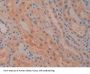 D-Dopachrome Tautomerase (DDT) Antibody