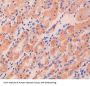 D-Dopachrome Tautomerase (DDT) Antibody
