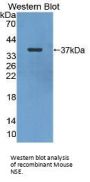 Enolase, Neuron Specific (NSE) Antibody