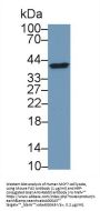 TNF Receptor Superfamily Member 6 / CD95 / TNFRSF6 (FAS) Antibody