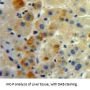TNF Receptor Superfamily Member 6 / CD95 / TNFRSF6 (FAS) Antibody