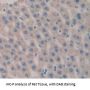 TNF Receptor Superfamily Member 6 / CD95 / TNFRSF6 (FAS) Antibody