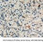 TNF Receptor Superfamily Member 6 / CD95 / TNFRSF6 (FAS) Antibody