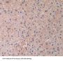 Desert Hedgehog Protein (DHH) Antibody