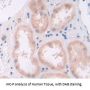 Hepatocyte Growth Factor (HGF) Antibody