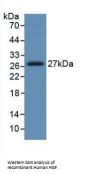 Hepatocyte Growth Factor (HGF) Antibody