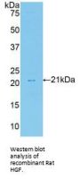 Hepatocyte Growth Factor (HGF) Antibody