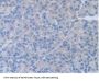 Hepatocyte Growth Factor (HGF) Antibody
