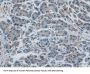 Insulin Degrading Enzyme (IDE) Antibody