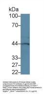 Cystathionine Gamma-Lyase (CTH) Antibody