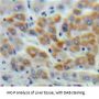 Cystathionine Gamma-Lyase (CTH) Antibody