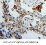 FK506 Binding Protein 7 (FKBP7) Antibody
