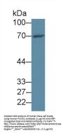Forkhead Box Protein O1 (FOXO1) Antibody