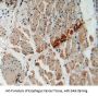 Forkhead Box Protein O1 (FOXO1) Antibody