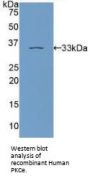 Protein Kinase C Epsilon (PKCe) Antibody