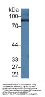 RalA Binding Protein 1 (RALBP1) Antibody