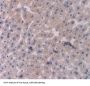 RalA Binding Protein 1 (RALBP1) Antibody