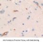 Serum Amyloid P Component (APCS) Antibody