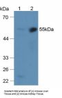 Alpha-2 Antiplasmin (SERPINF2) Antibody